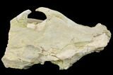 Fossil Oreodont (Merycoidodon) Skull - Wyoming #144151-5